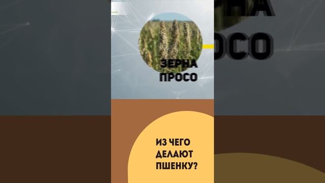 Пшенка - недооцененная полезная крупа смотреть онлайн