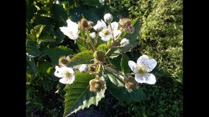 Ежевика Прайм арк Фридом как ускорить плодоношение, как увеличить урожай. Ежевика в Беларуси