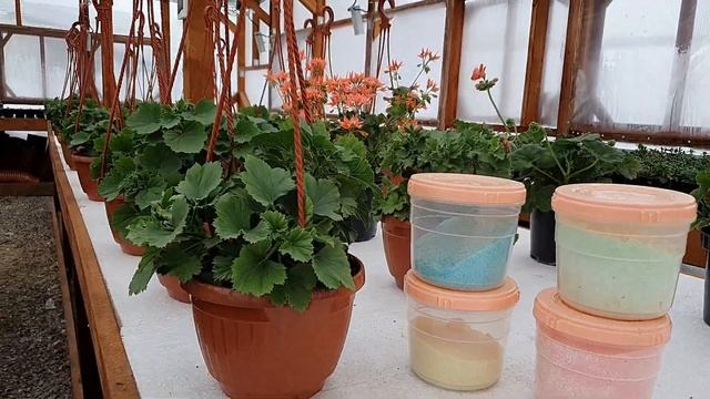 Королевская пеларгония , добились вегетативной массы и бутонизации. смотреть онлайн