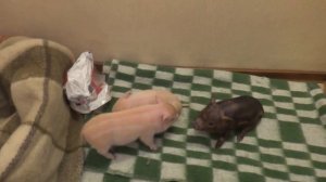 Мини пиги. Минипиг играют.