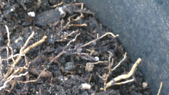 Healthy & ALIVE black tulip magnolia roots смотреть онлайн