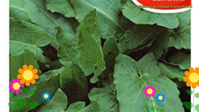 Щавель Бельвильский (Щавель). Краткий обзор, описание характеристик, где купить семена rúmex смотреть онлайн