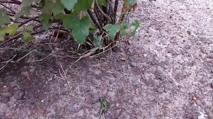 Йошта. Плюсы и минусы.