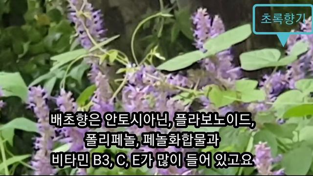 배초향(Agastache rugosa, 방아풀)이 건강에 미치는 영향 ㅡ 고지혈, 고혈압, 과민성대장 증후군, 치매, 면역 강화,항균에 뛰어난 만병통치약이예요 смотреть онлайн