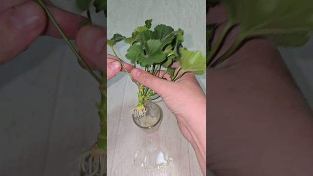 ЖАЛЕЮ, ЧТО не укореняла ГЕРАНЬ так раньше, корни лезут очень быстро и щеткой смотреть онлайн