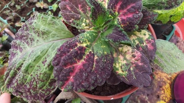 ПОДГОТОВКА К СЕЗОНУ,ЧТО ДЕЛАЮ И ЧЕМ ЗАНИМАЮСЬ .