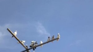 Агасиевские голуби.Голуби Валерия Герасименко. Игра бойных голубей.