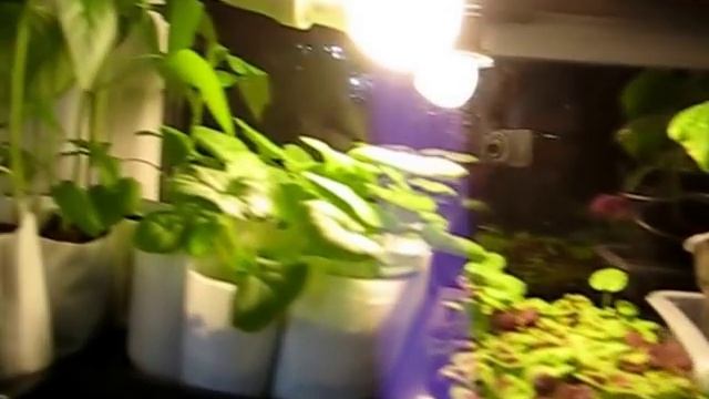 Рассада на маленьких окнах смотреть онлайн