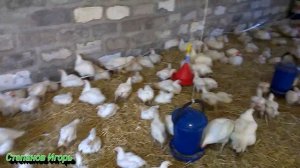 Выращивание бройлеров. Мои бройлеры в новом сарае часть 2 Все о бройлерах. Куры бройлеры
