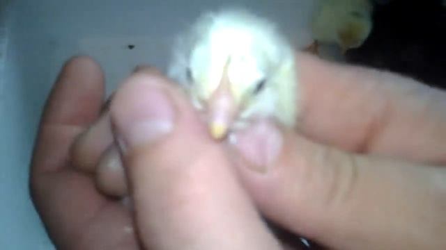 Как определить пол цыпленка? Петушок или курочка?! смотреть онлайн