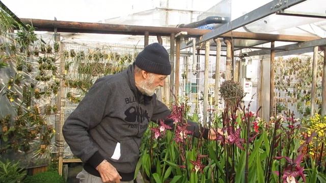 Video N° 832: Aliceara Memorial Donald Yamada, Nuova Bellissima 