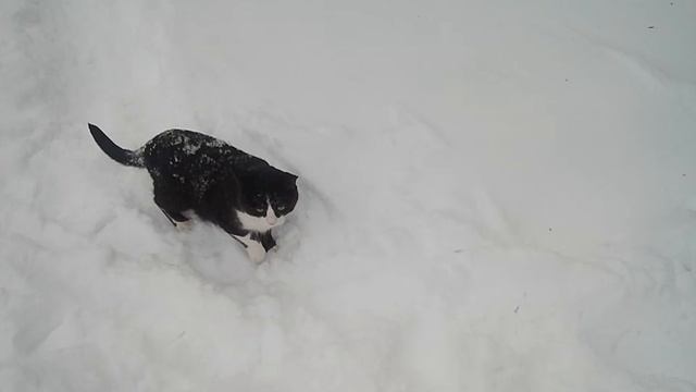 Домашний котик, путь домой по снегу / Home cat, the way home in the snow смотреть онлайн