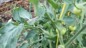 Дела огородные: тестирую томат Капитан F1 ????