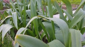 Лук Суворова