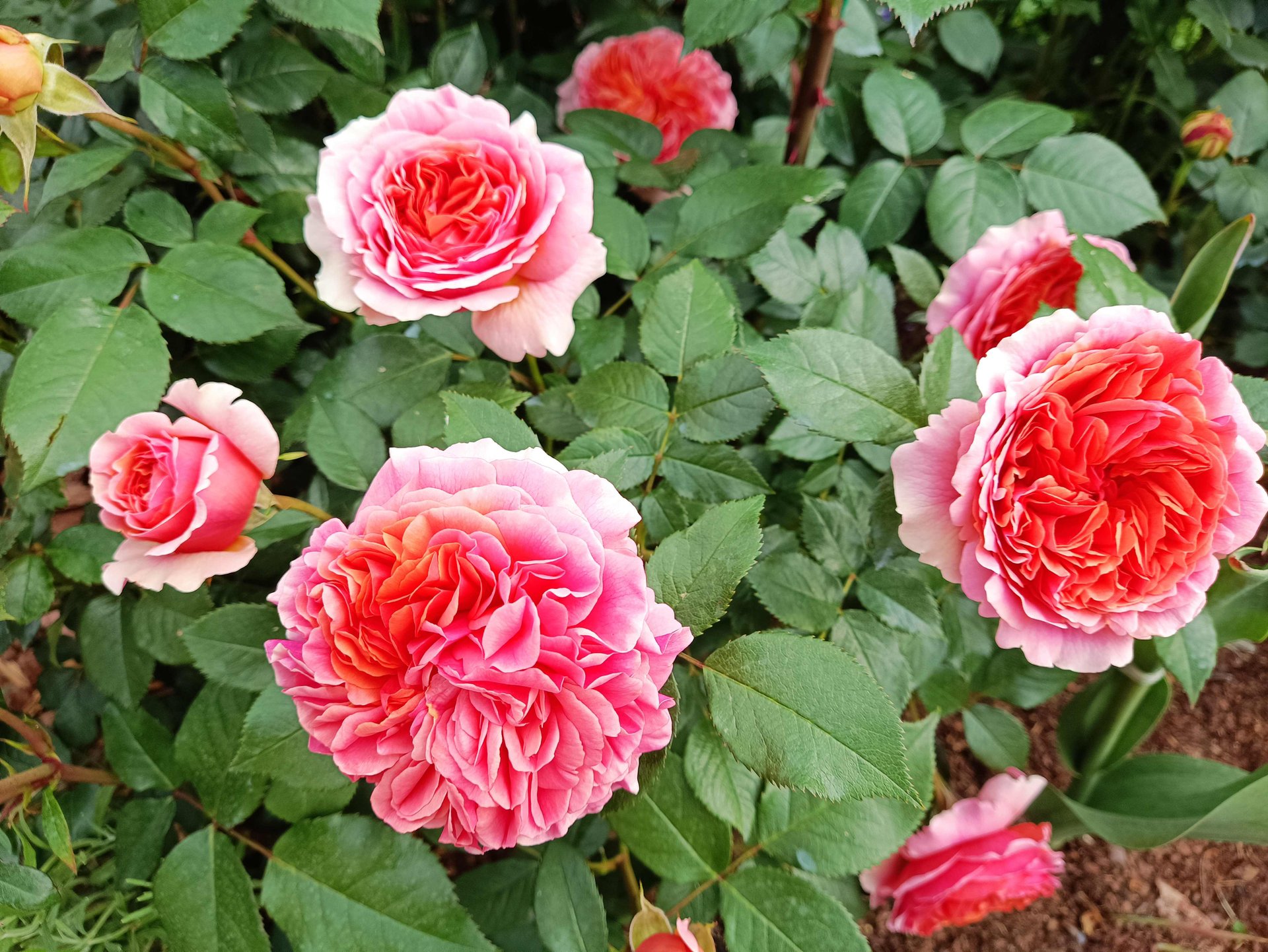 РОЗА ЧИППЕНДЕЙЛ. ОБЗОР смотреть онлайн