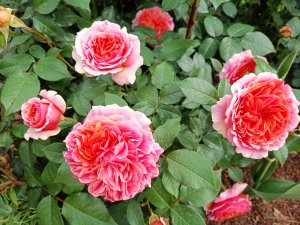 РОЗА ЧИППЕНДЕЙЛ. ОБЗОР