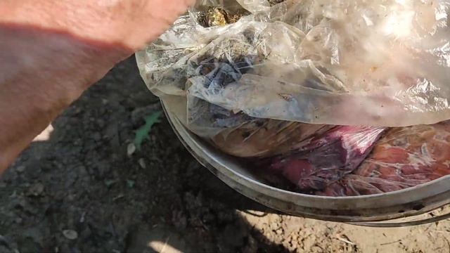 Как я сажаю ТЫКВЫ!! смотреть онлайн