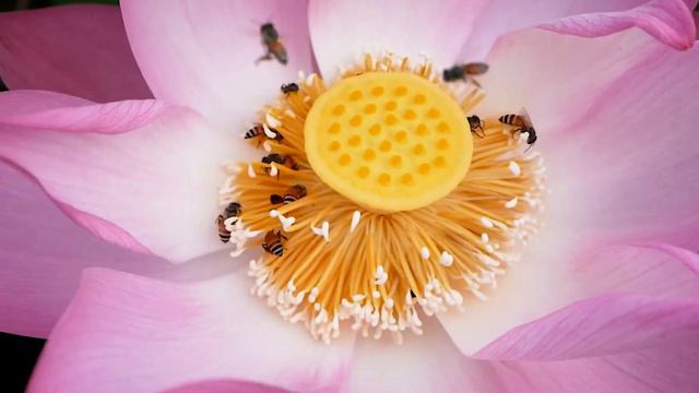 Panasonic gx85 , relax with lotus смотреть онлайн