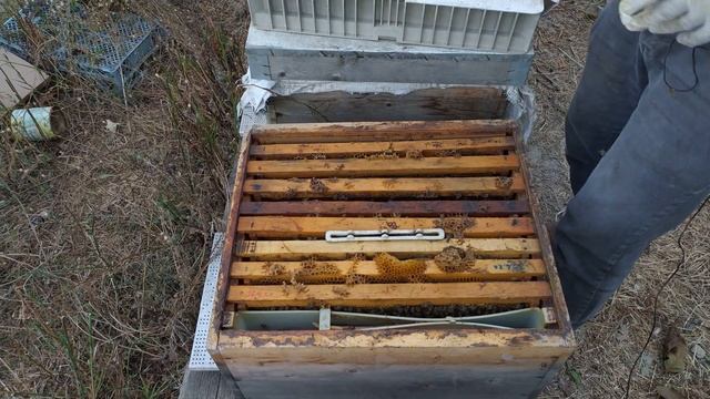 26/09/2021 KOLONİ YÖNETİM SİSTEMİ İLE BÖLÜNEN ARILARIN SON DURUMU. ARI. ARICILIK. VİDEO 1 смотреть онлайн