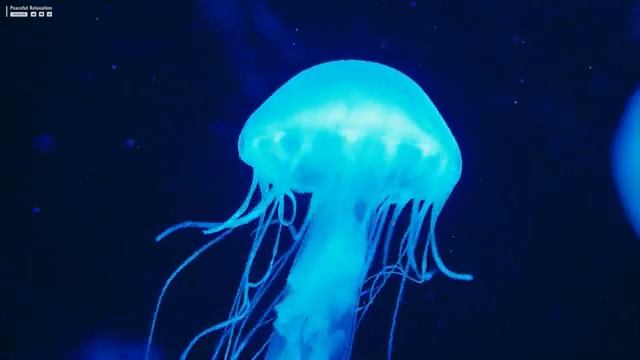 Aquarium 4K VIDEO (ULTRA HD) - Relaxing Music with Beautiful Coral Reef Fish - Relaxing Oceanscapes смотреть онлайн