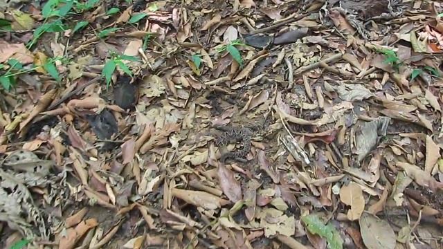 Jararacuçú (Bothrops jararacussu) na trilha смотреть онлайн