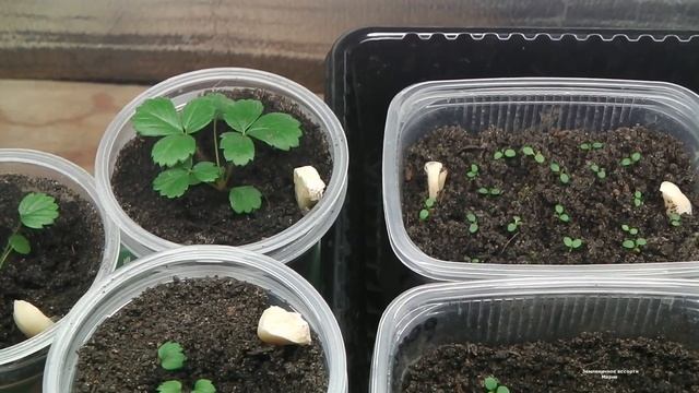 САМЫЙ ЭФФЕКТИВНЫЙ СПОСОБ ПОСЕВА КРУПНОПЛОДНОЙ ЗЕМЛЯНИКИ . смотреть онлайн