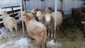 КАТУМСКИЕ овцы содержание зимой