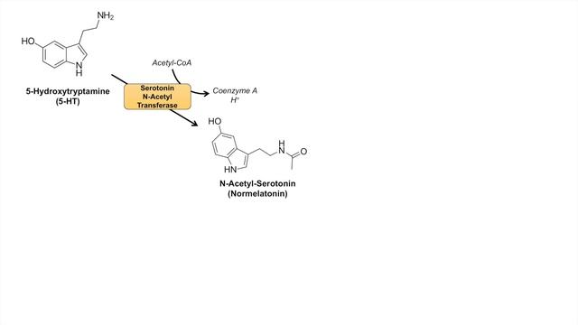 Serotonin and Melatonin Synthesis | Tryptophan Metabolism смотреть онлайн