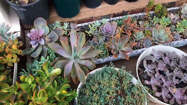 HOW I ORGANISE MY VERANDA GARDEN | Garden Ideas | Succulents смотреть онлайн