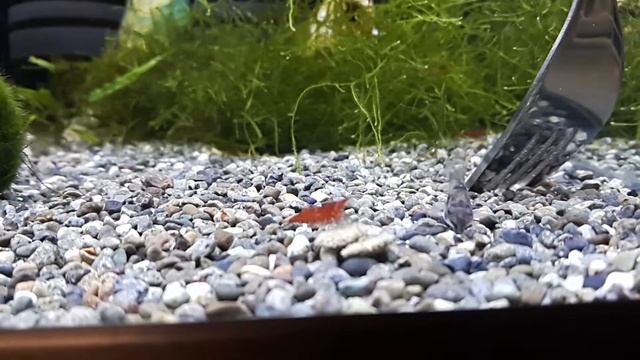 Corydoras Habrosus