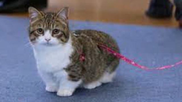 9 Fakta Kucing Munchkin, Si Mungil Penuh Kontroversi смотреть онлайн