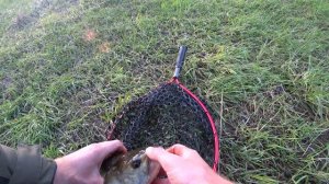 Огненная атака жереха на мели 🔥 Strike Pro Cyber Jig 7gr