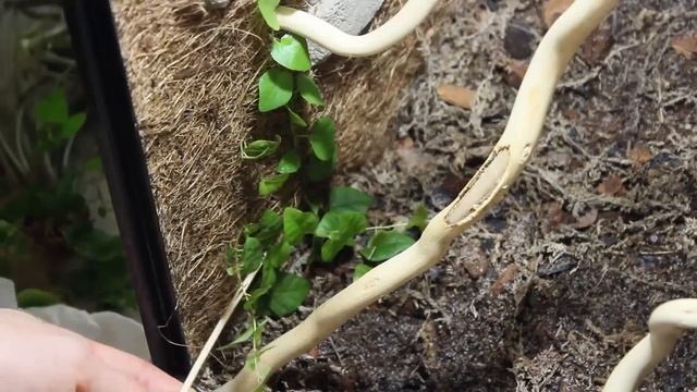 Aquarium to 10 Gallon Vertical Vivarium смотреть онлайн