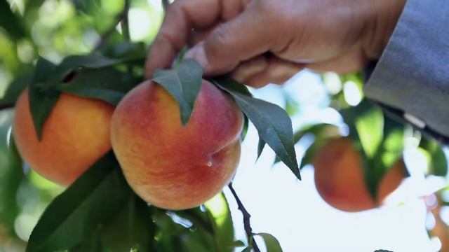 David Mas Masumoto's California Peach Orchard смотреть онлайн
