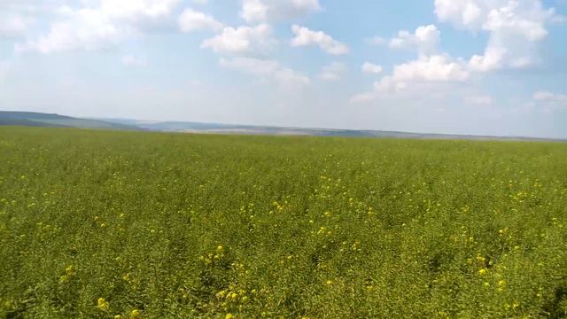 Горчица, цветение еще раз! 15.06.19 смотреть онлайн