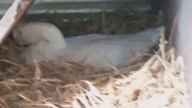 мои гуси Линда очень красивые!!!!! смотреть онлайн