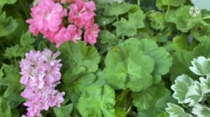 Разговоры о пеларгониях. Июль 2021