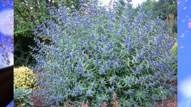 Биология 6 кл, § 2 "Многообразие жизненных форм растений" смотреть онлайн