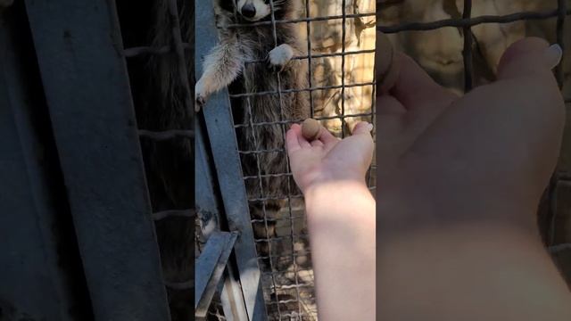 Крым, г. Белогорск. Парк львов "Тайган"? смотреть онлайн