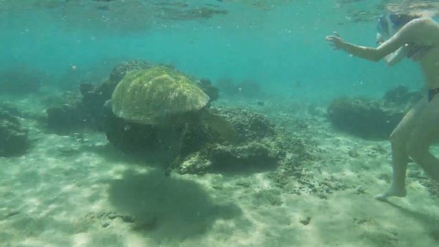 Coral Reef, Sharks & turtels in Hikkaduwa, Srilanka смотреть онлайн