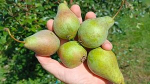Ранние сорта груши - Кудесница и Аллегро.  2022г