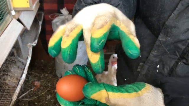 Мараны. Неудачный опыт.