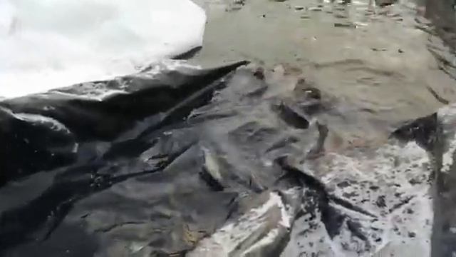 Зарыбление форелью на платнике в Чусовитино 13.12.2018 смотреть онлайн