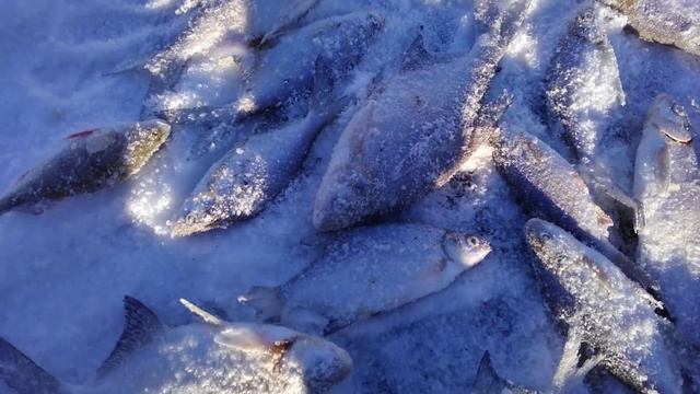 Зимняя рыбалка 19.12.2020 Старая турбаза Сергиевский район р. Сок 3 часть смотреть онлайн