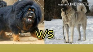 КТО СИЛЬНЕЕ!Тибетский мастиф против кангала!//батл собак//(ANIMALS BATTLE BIT)