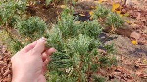 Сосна веймутова. Pinus strobus. Сорта