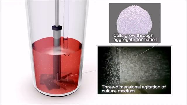 Bioreactor Culture of iPSC's with ABLE Biott/微型生物反應器 смотреть онлайн