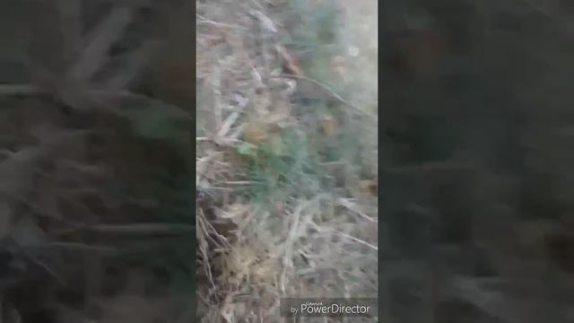 Вот это везуха!!! Коп 2019г!Танго на лопате!Серебро! Эмоции через край! #коп2019 #серебро #леснойко смотреть онлайн