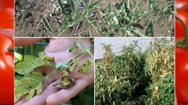 Почему помидоры вырастают с белыми прожилками внутри смотреть онлайн