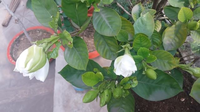 Gardenia Plant Care/Gardenia Not Flowering/Gandhraj All Problem With Remady/How To Fetilize Gardeni